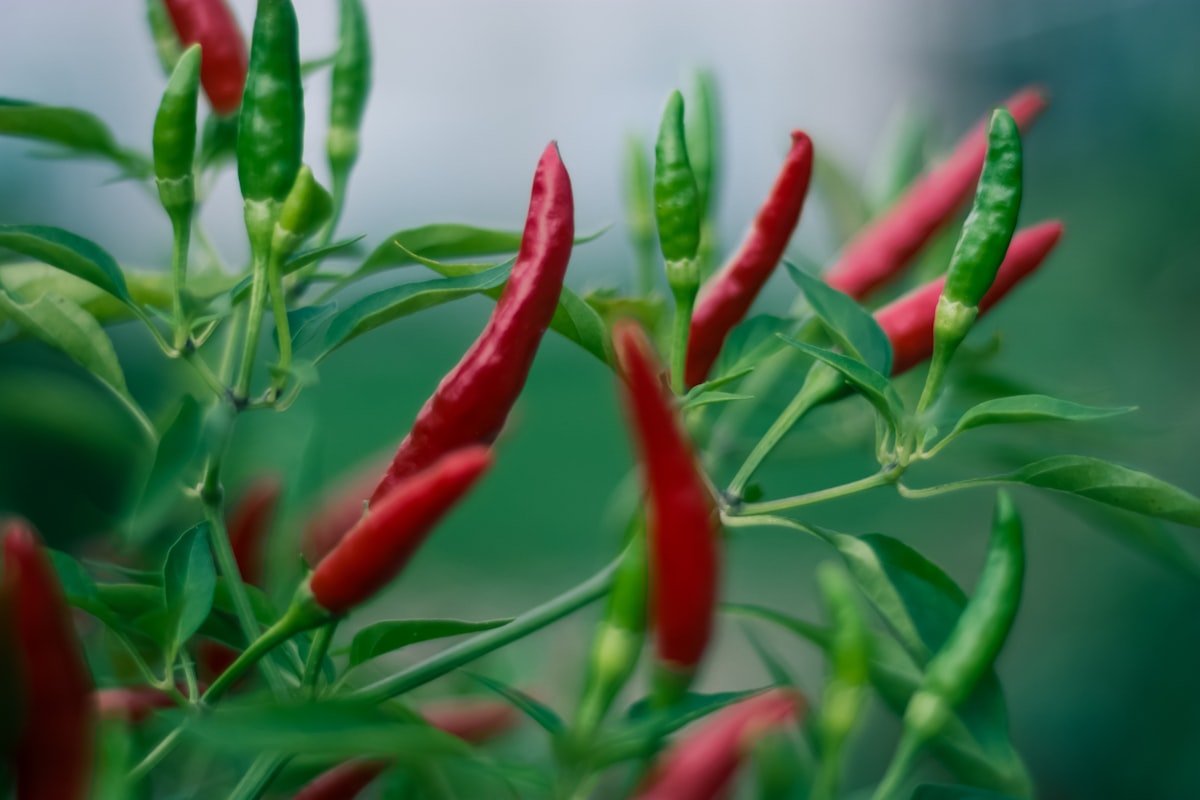 Spicy foods metabolism
